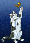 cat & butterfly