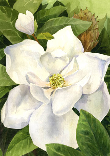magnolia
