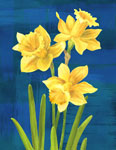 daffodils