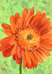 gerber daisy