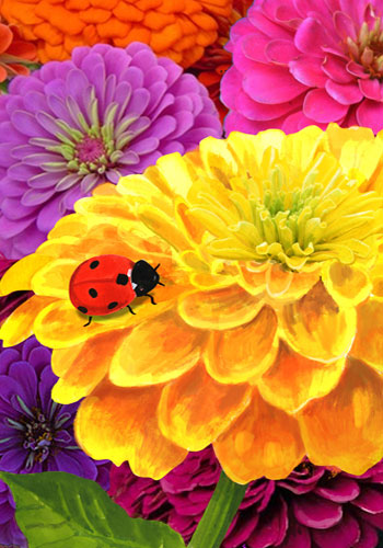 ladybug zinnias