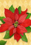 poinsettia
