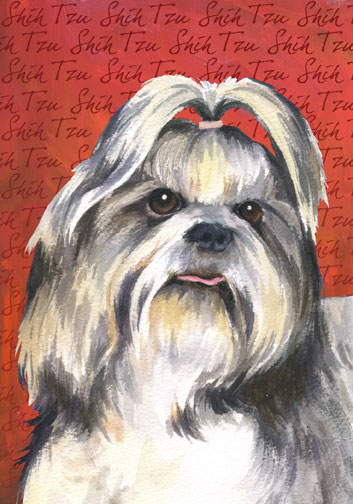 shih tzu