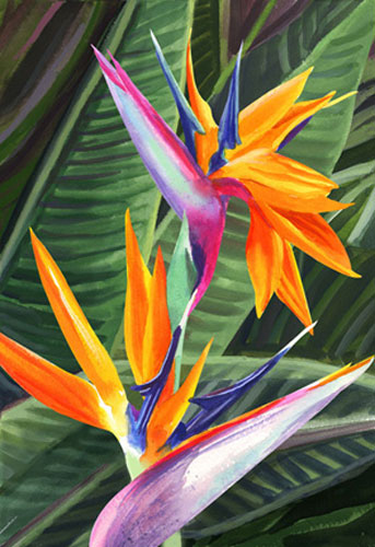 bird of paradise