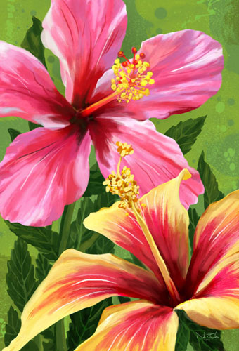 hibiscus