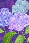 hydrangeas