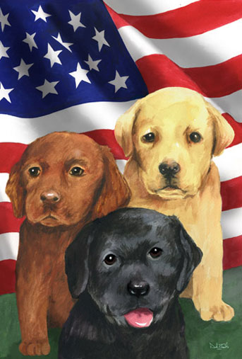 lab puppies