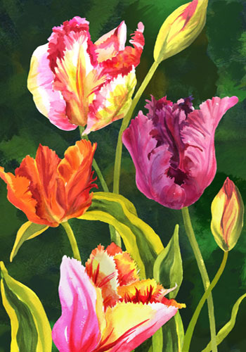 parrot tulips