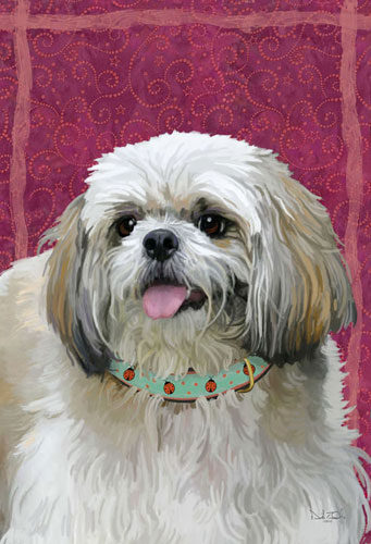 shih tzu
