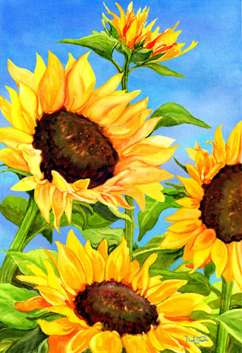 sunflowers